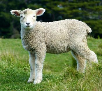 Baby sheep staring at the camera