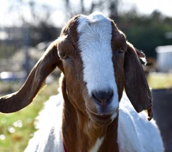 Close up of goat