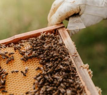 Beekeeper