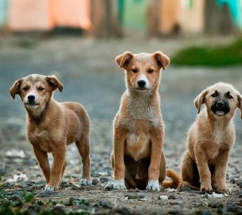 Dogs