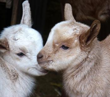 Dairy Goats