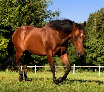 Horse in a field