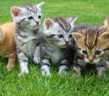 Kittens project