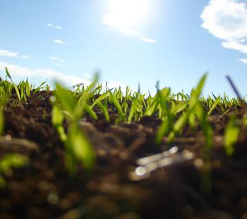 Plants sprouting from soil