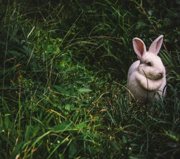 Rabbit in grass