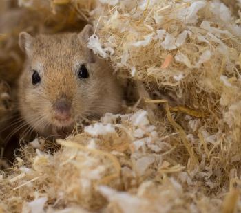 Close up of small pet