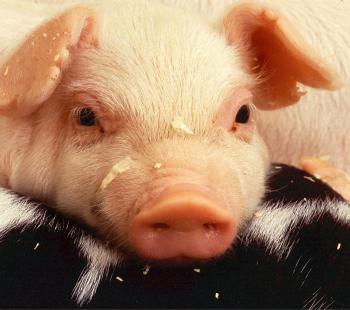Pig with long eye lashes staring at the camera