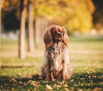 Beautiful dog sitting at attention