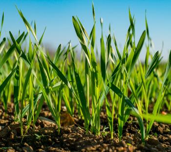 wheat seedlings in a field