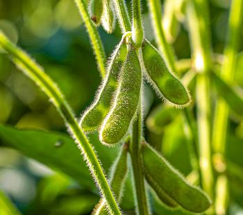 soybeans on plant