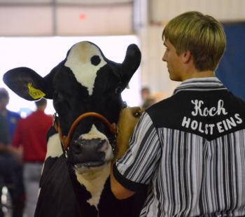 boy with dairy cow at livestock show