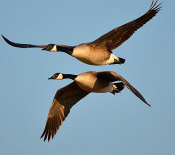 Geese flying