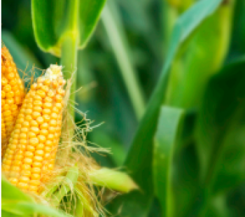 Corn