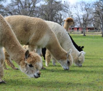 Llamas