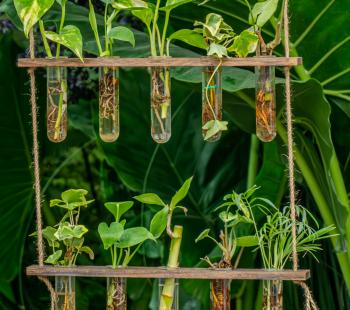 Plant Roots Propagating in Water
