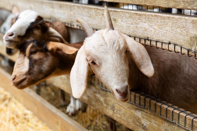 goats in pen