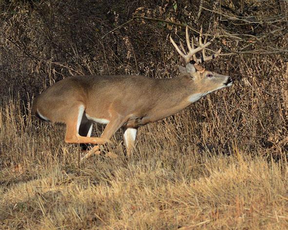 buck running through prairie grass